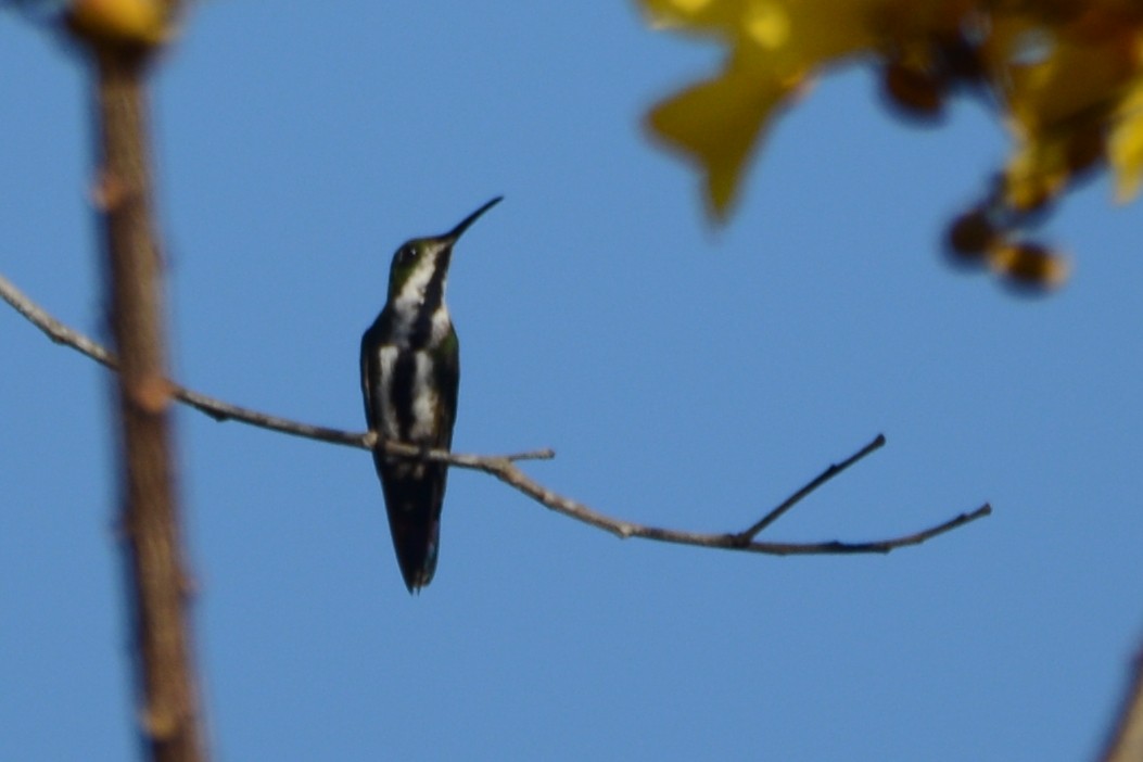 Black-throated Mango - ML596483431