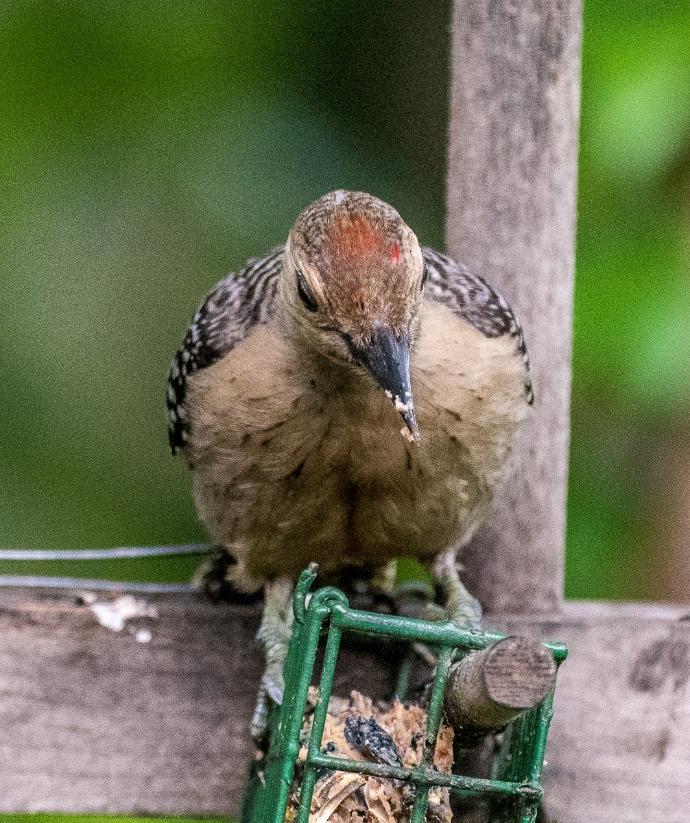 Red-bellied Woodpecker - ML596483551