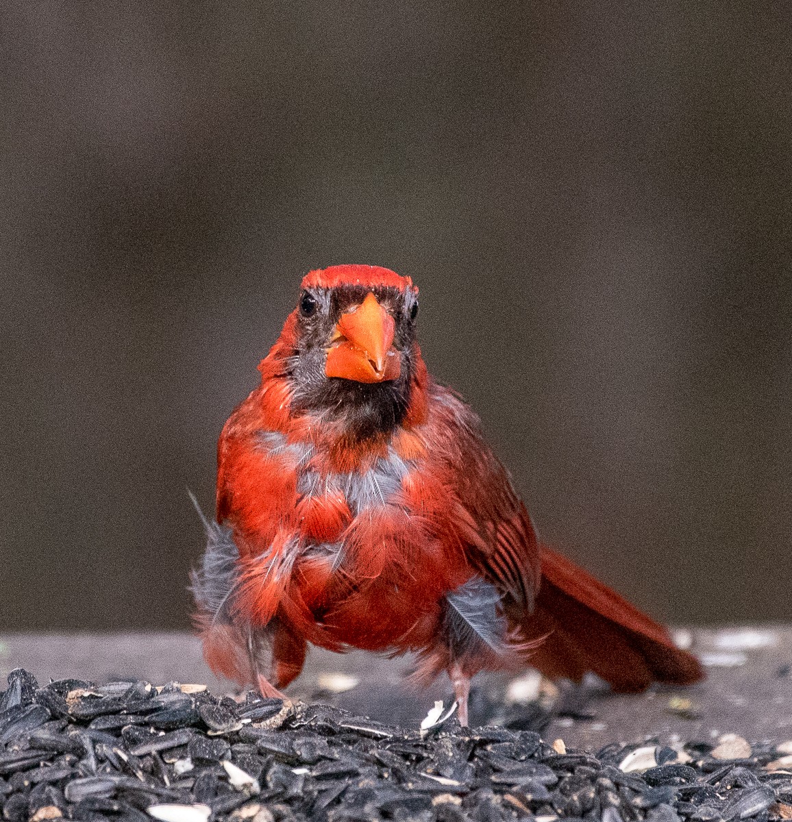 Northern Cardinal - D&D Norris