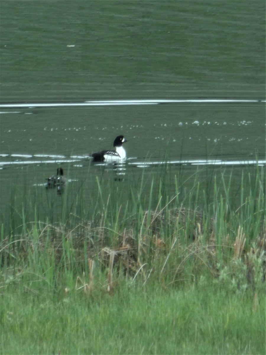 Barrow's Goldeneye - ML596484961