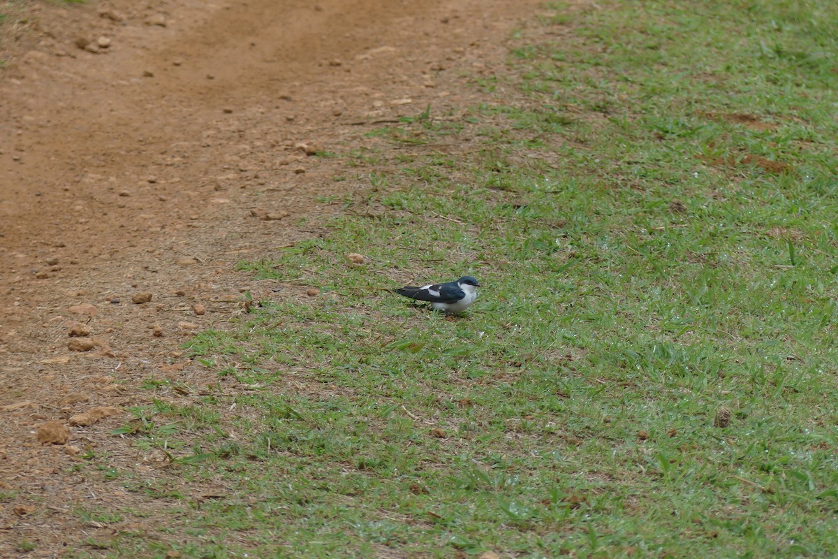 Hirondelle à ailes blanches - ML596485251