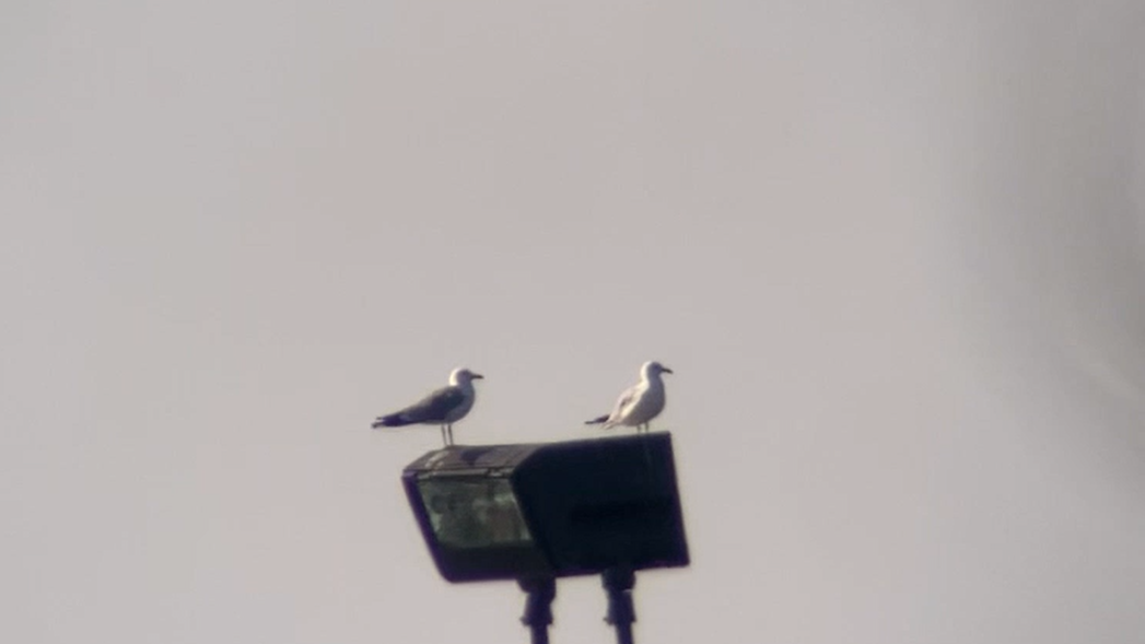 Ring-billed Gull - ML596485731