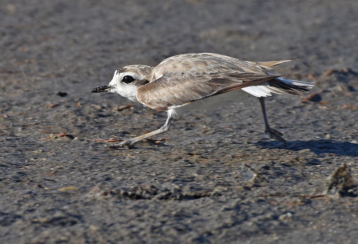 Snowy Plover - ML596486151