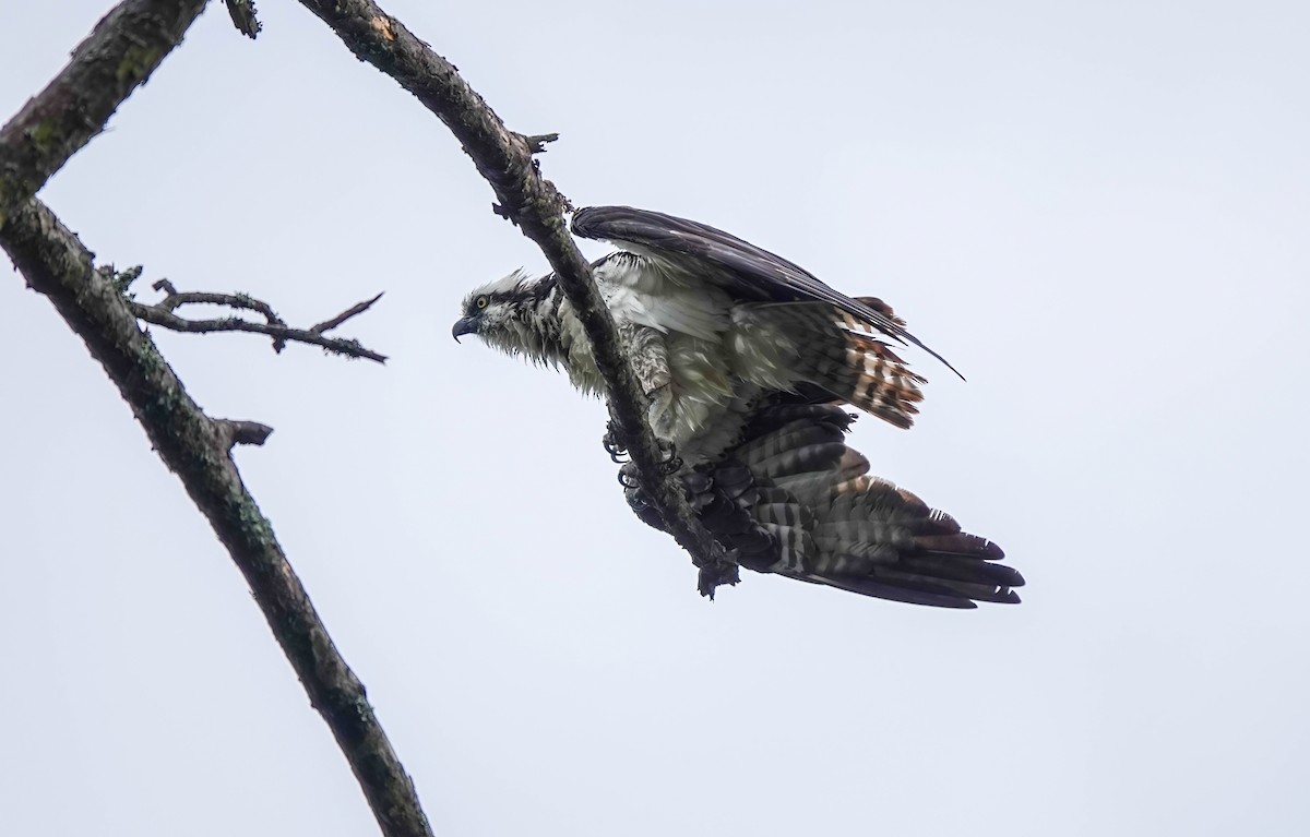 Osprey - Pam Vercellone-Smith