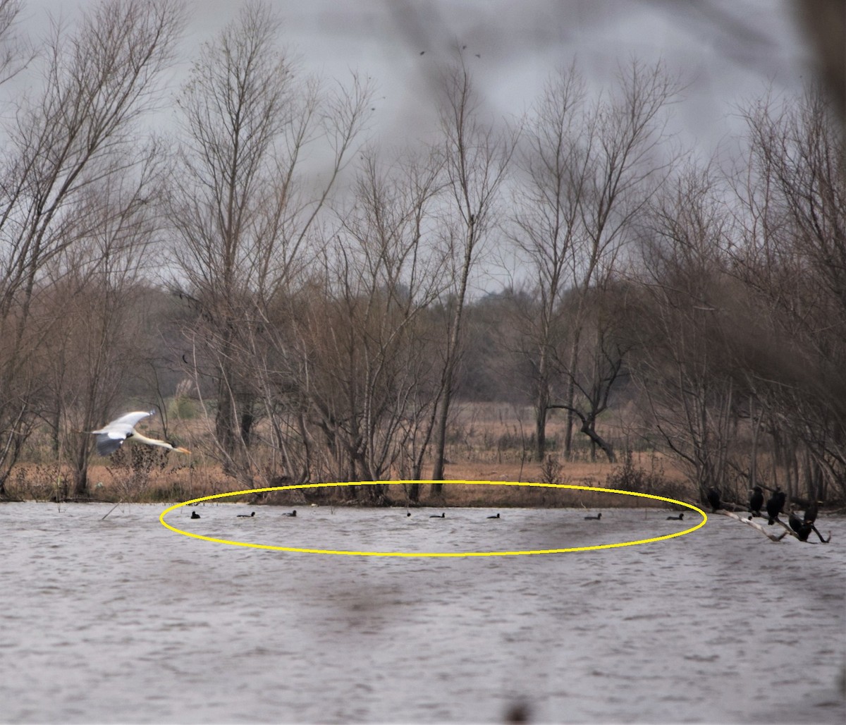 White-winged Coot - ML596486971