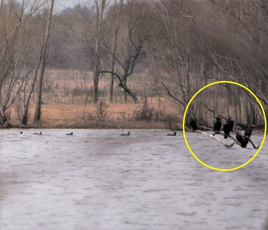 Neotropic Cormorant - ML596487021