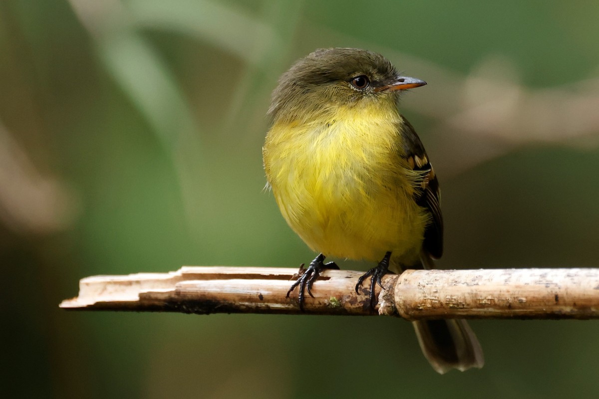 Orange-banded Flycatcher - ML596487051