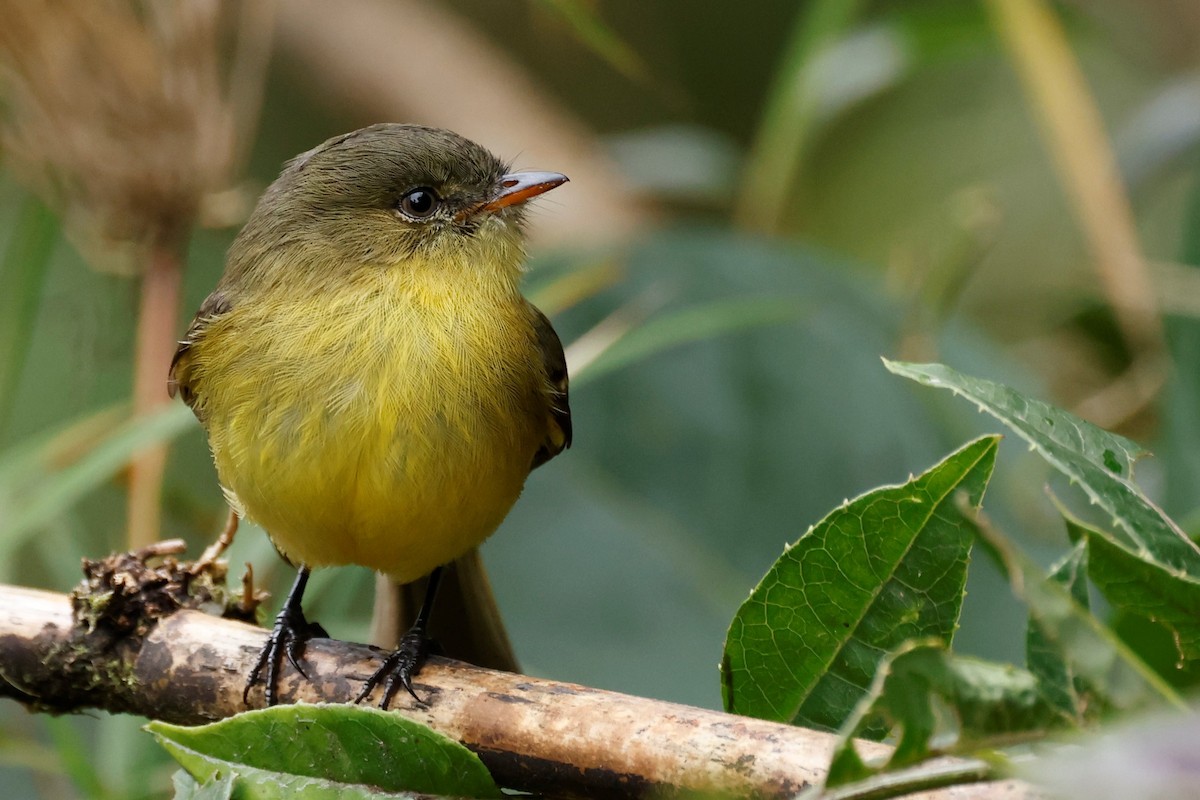 Orange-banded Flycatcher - ML596487061