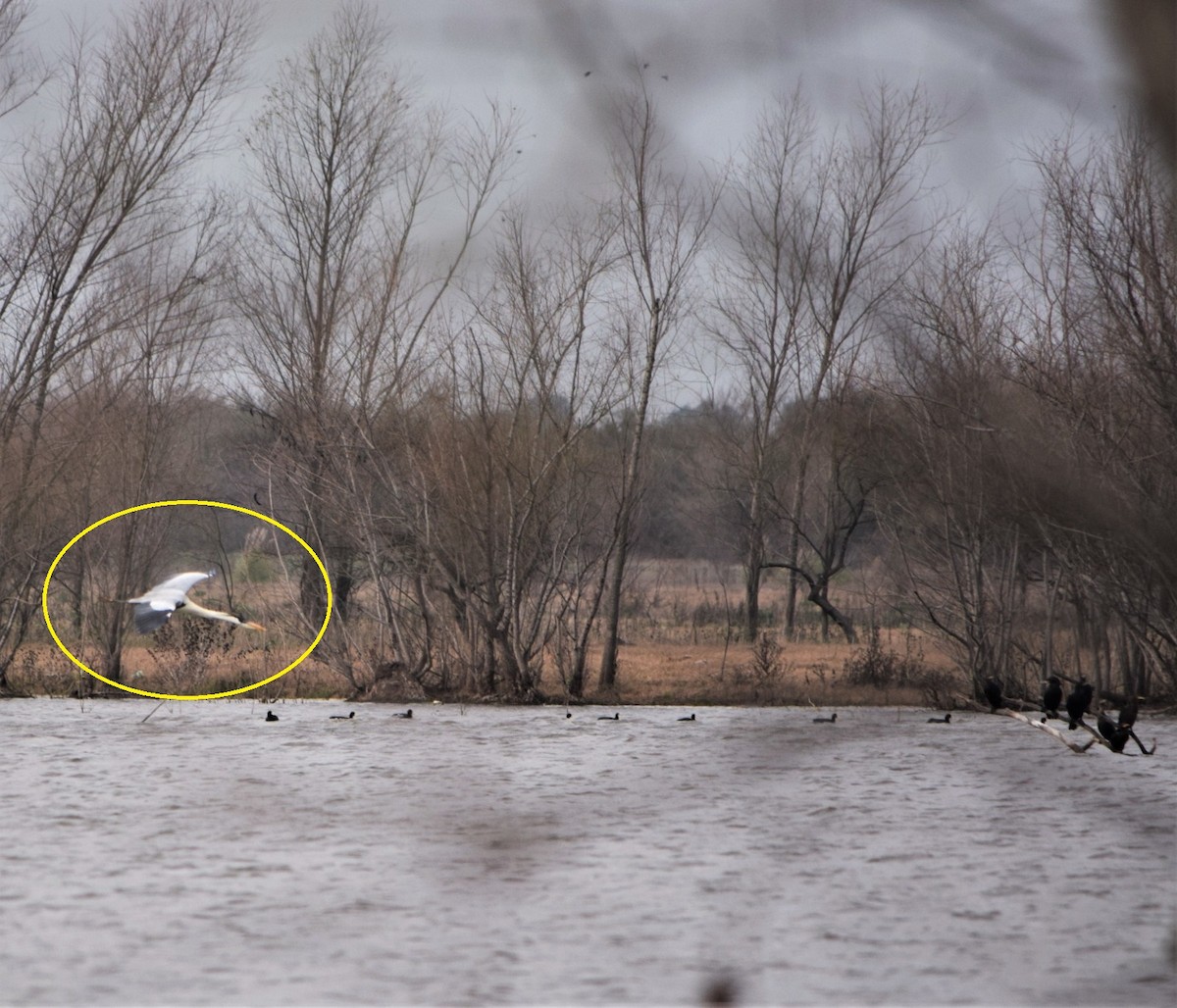 Cocoi Heron - ML596487111