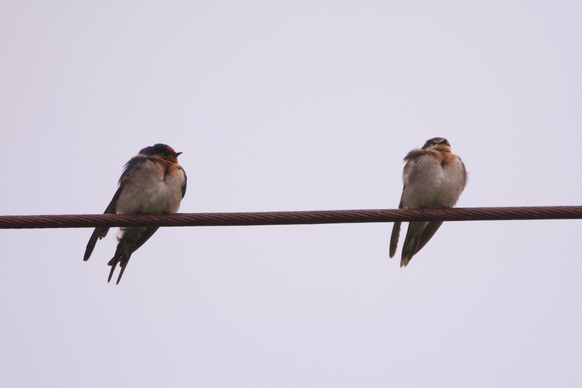 Golondrina Australiana - ML596487521