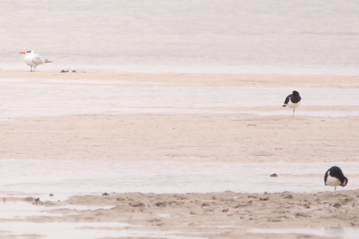 Caspian Tern - ML596487551