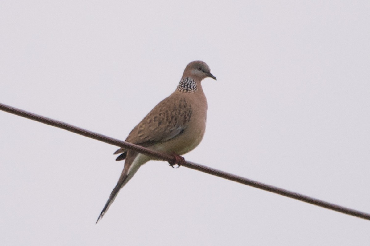 Spotted Dove - ML596487601