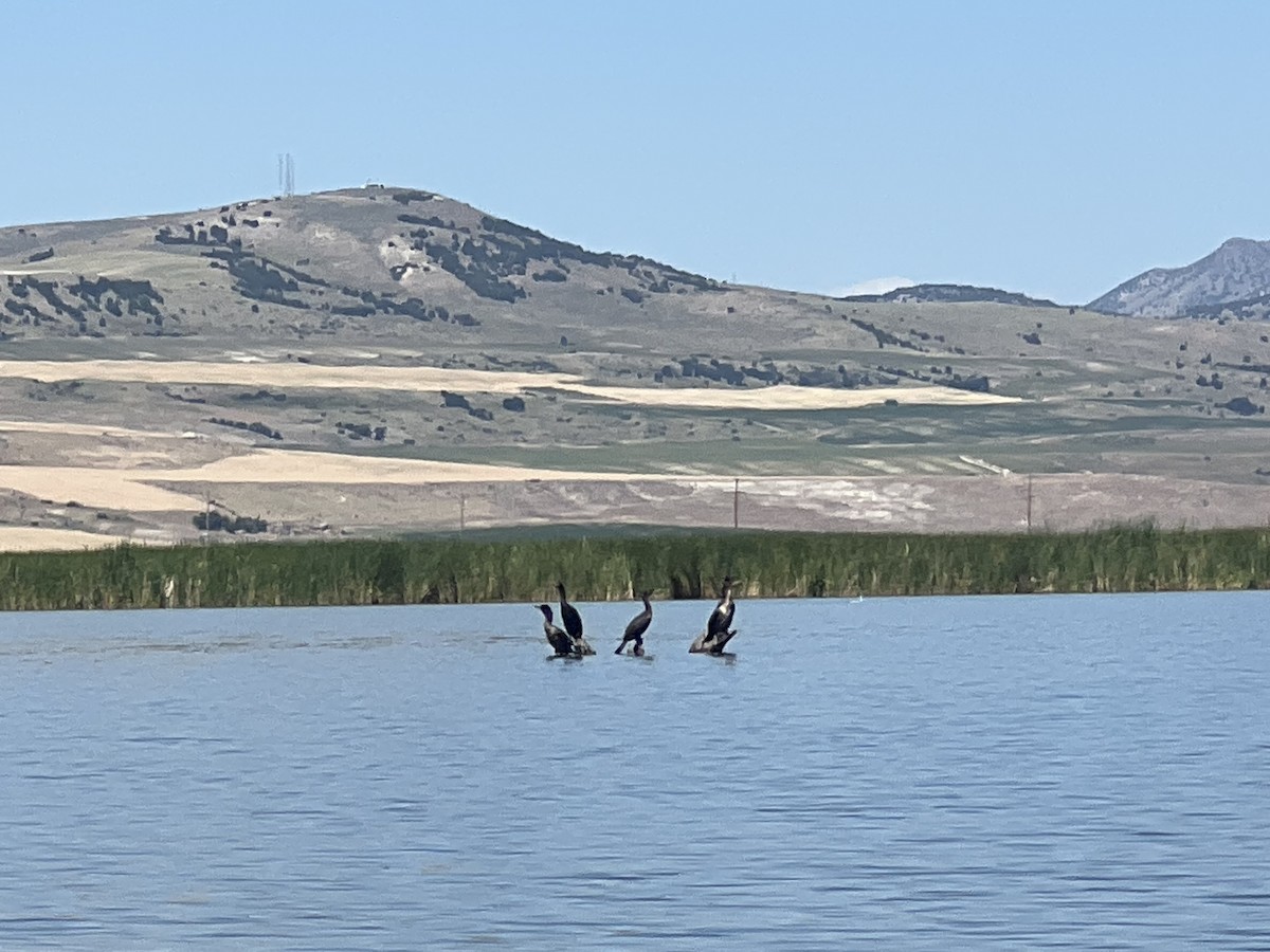 Double-crested Cormorant - ML596487911