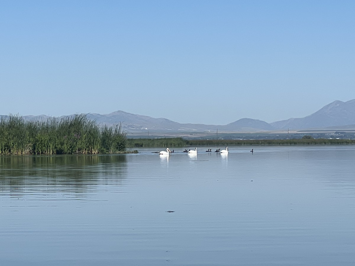 American White Pelican - ML596488011