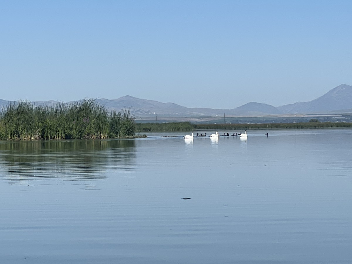 American White Pelican - ML596488021