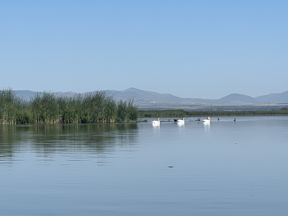 American White Pelican - ML596488031