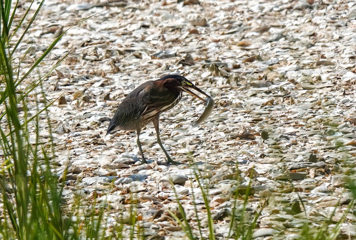 Green Heron - ML596488081