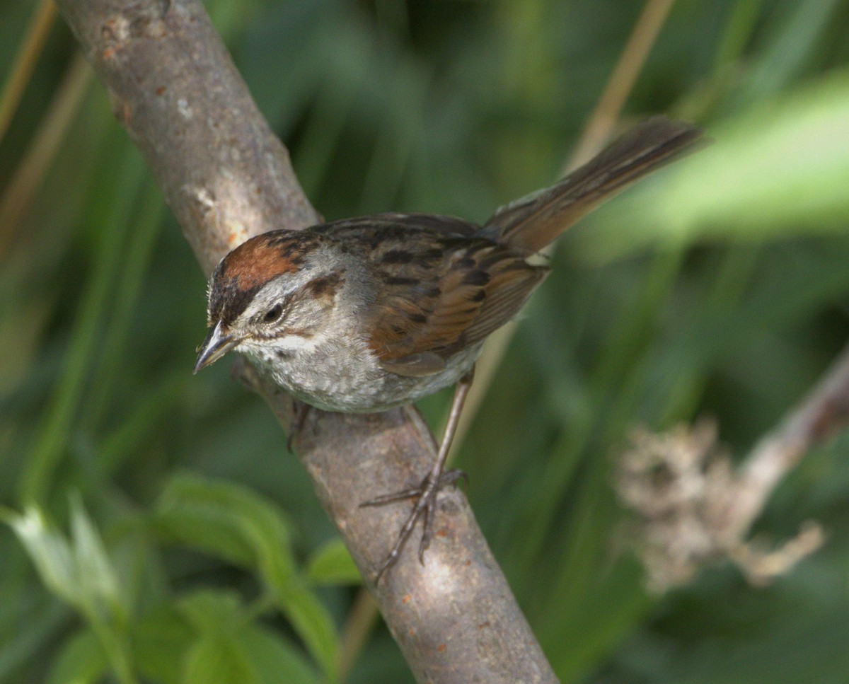 Swamp Sparrow - ML596488821