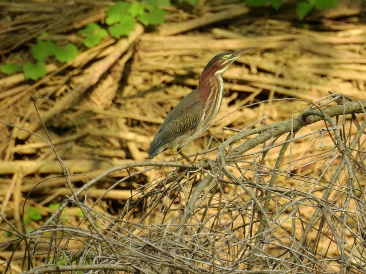 Green Heron - ML596488921