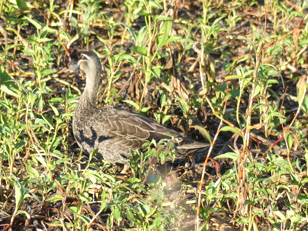 Pacific Black Duck - Andrew Sides