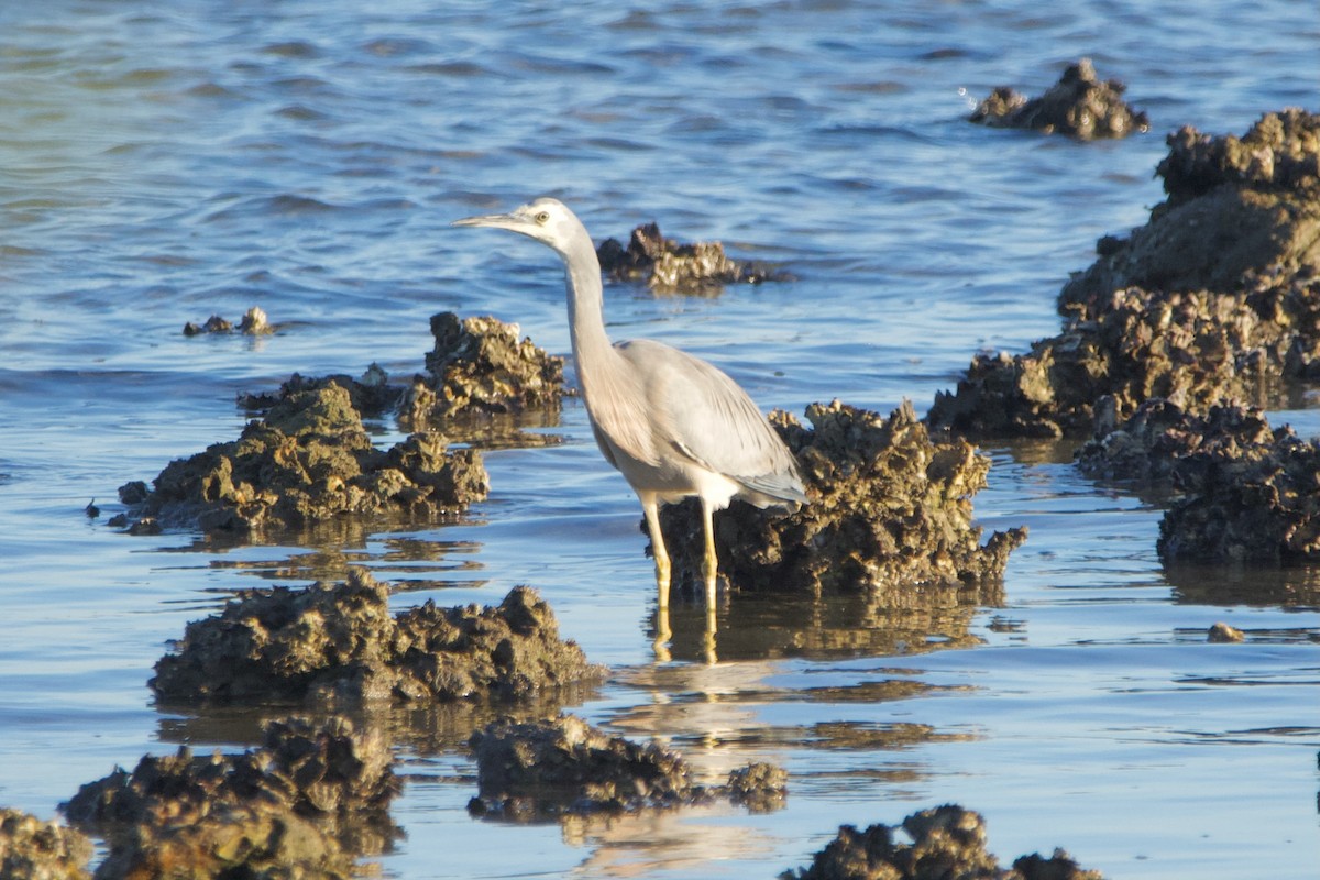 White-faced Heron - ML596489401