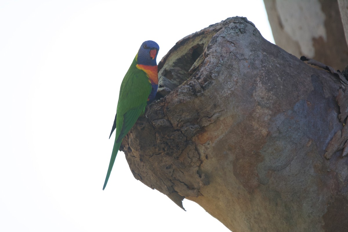 Rainbow Lorikeet - ML596489461