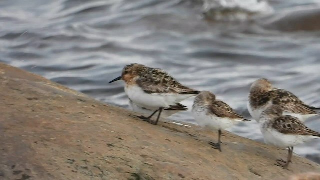 ミユビシギ - ML596489491