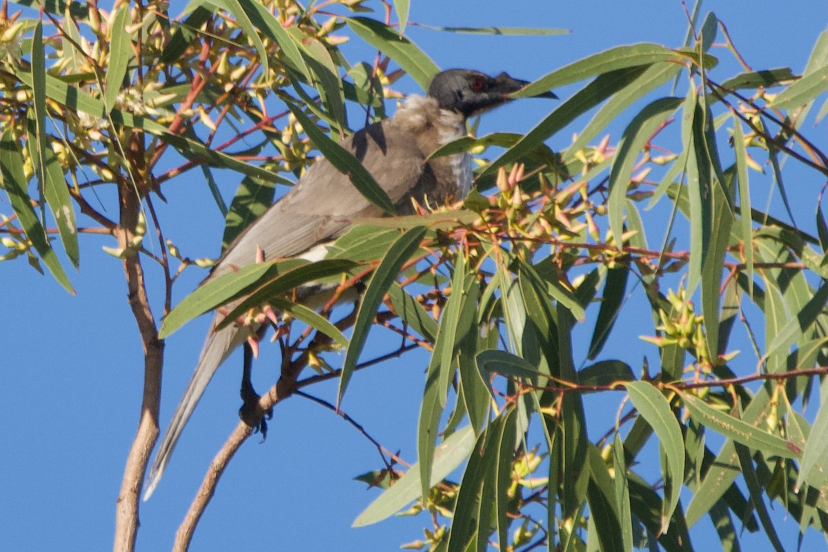 Noisy Friarbird - ML596489511