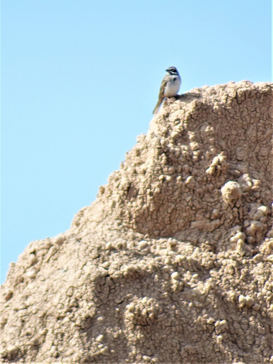 Lark Sparrow - ami horowitz