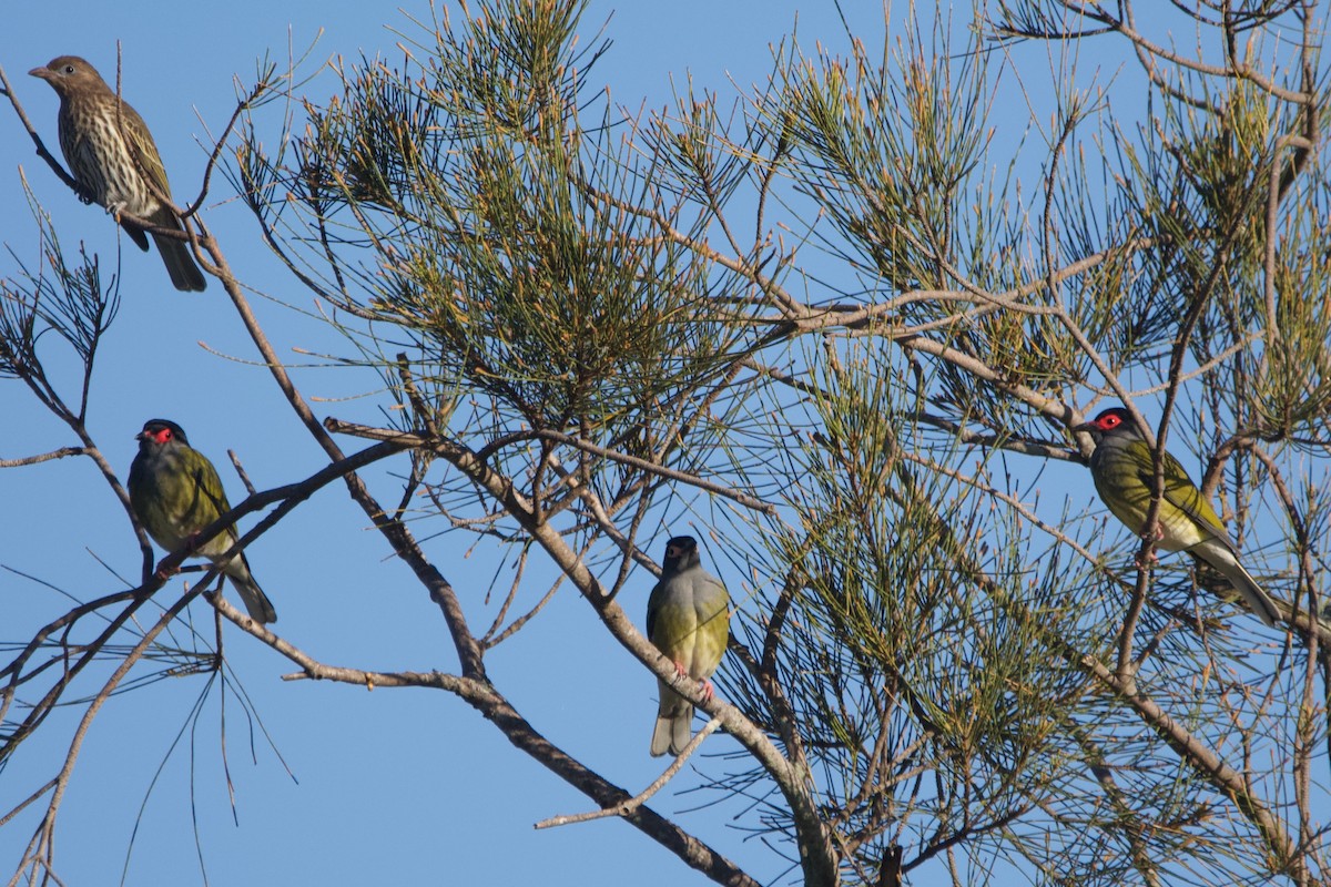 Australasian Figbird - ML596489661