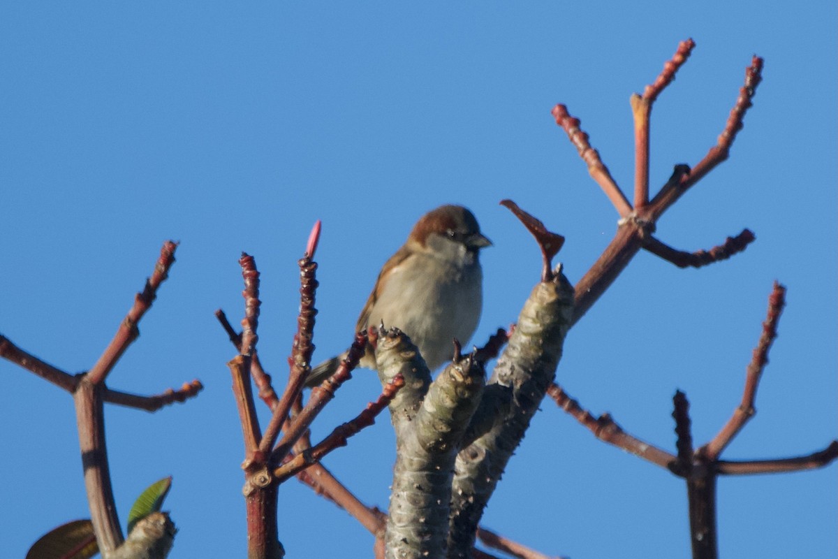 House Sparrow - ML596489861