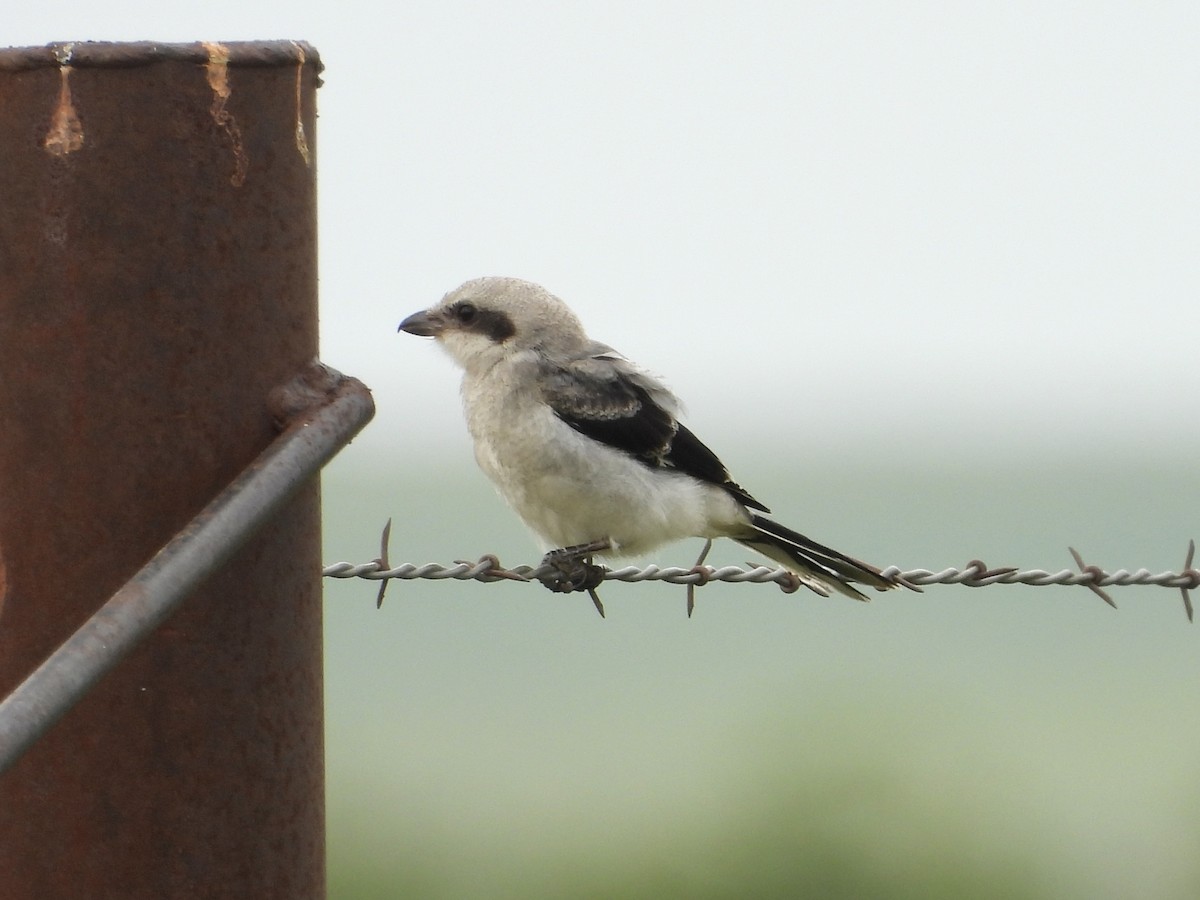 Loggerhead Shrike - Hallie Kretsinger