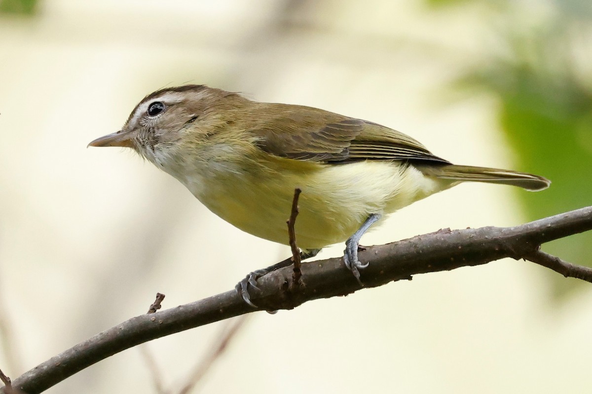 Brown-capped Vireo - ML596490131