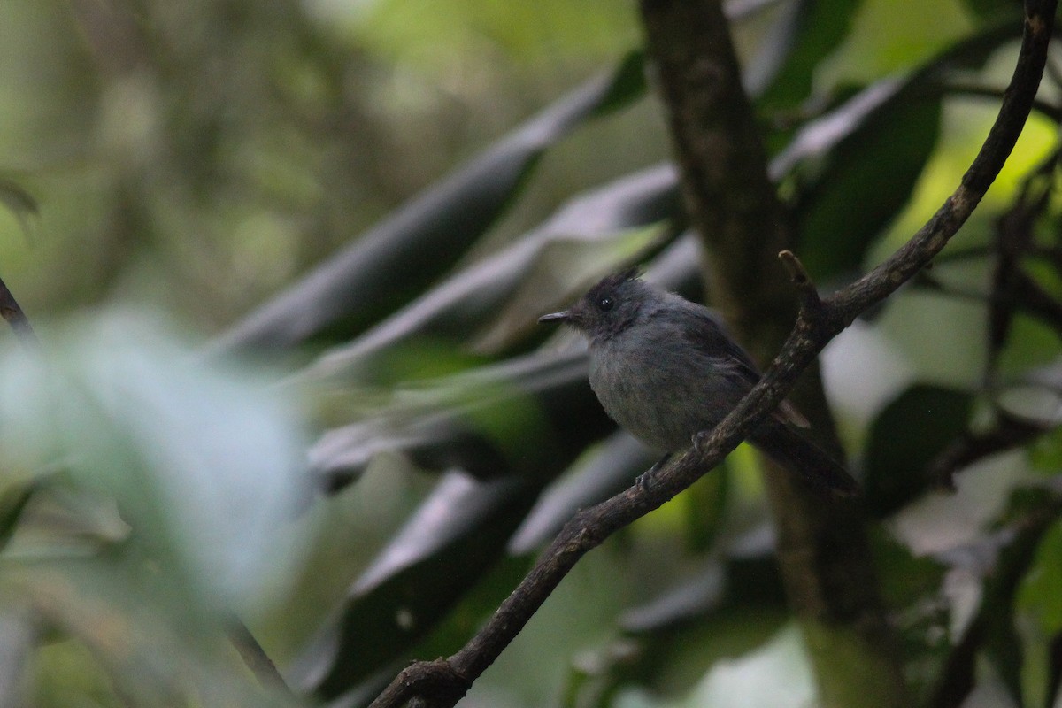 Dusky Crested Flycatcher - ML596493121