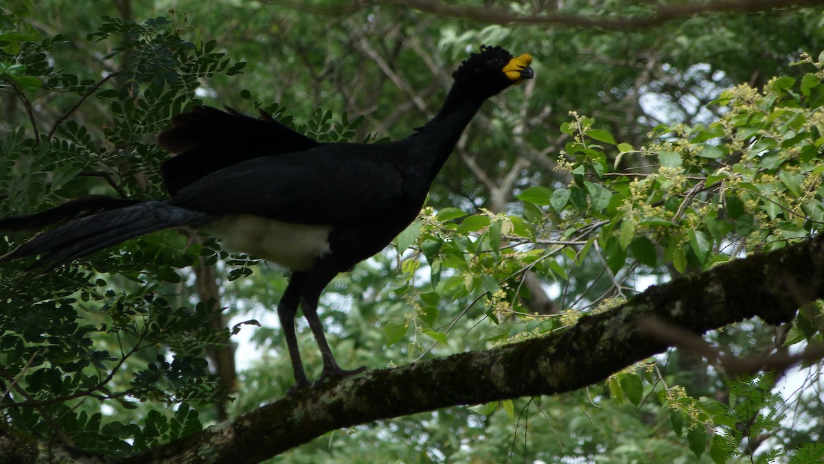 Yellow-knobbed Curassow - Jean Sira