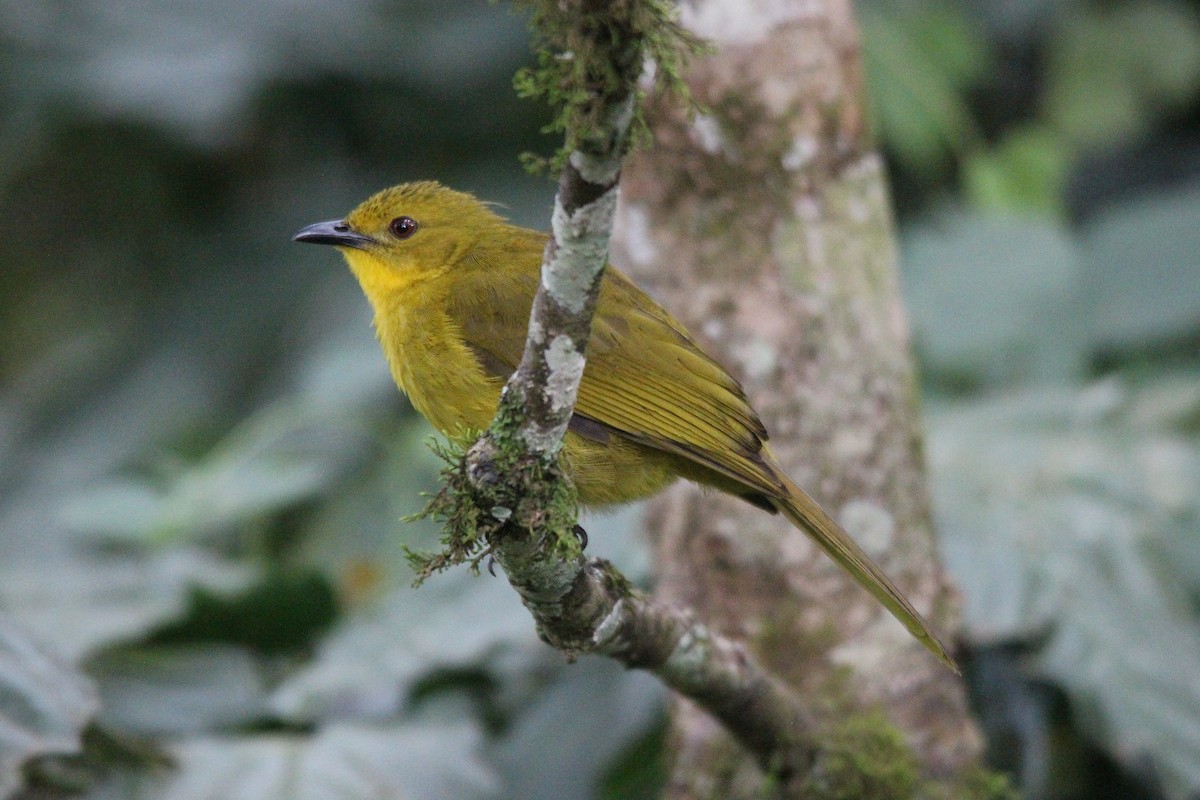 Joyful Greenbul - ML596493811