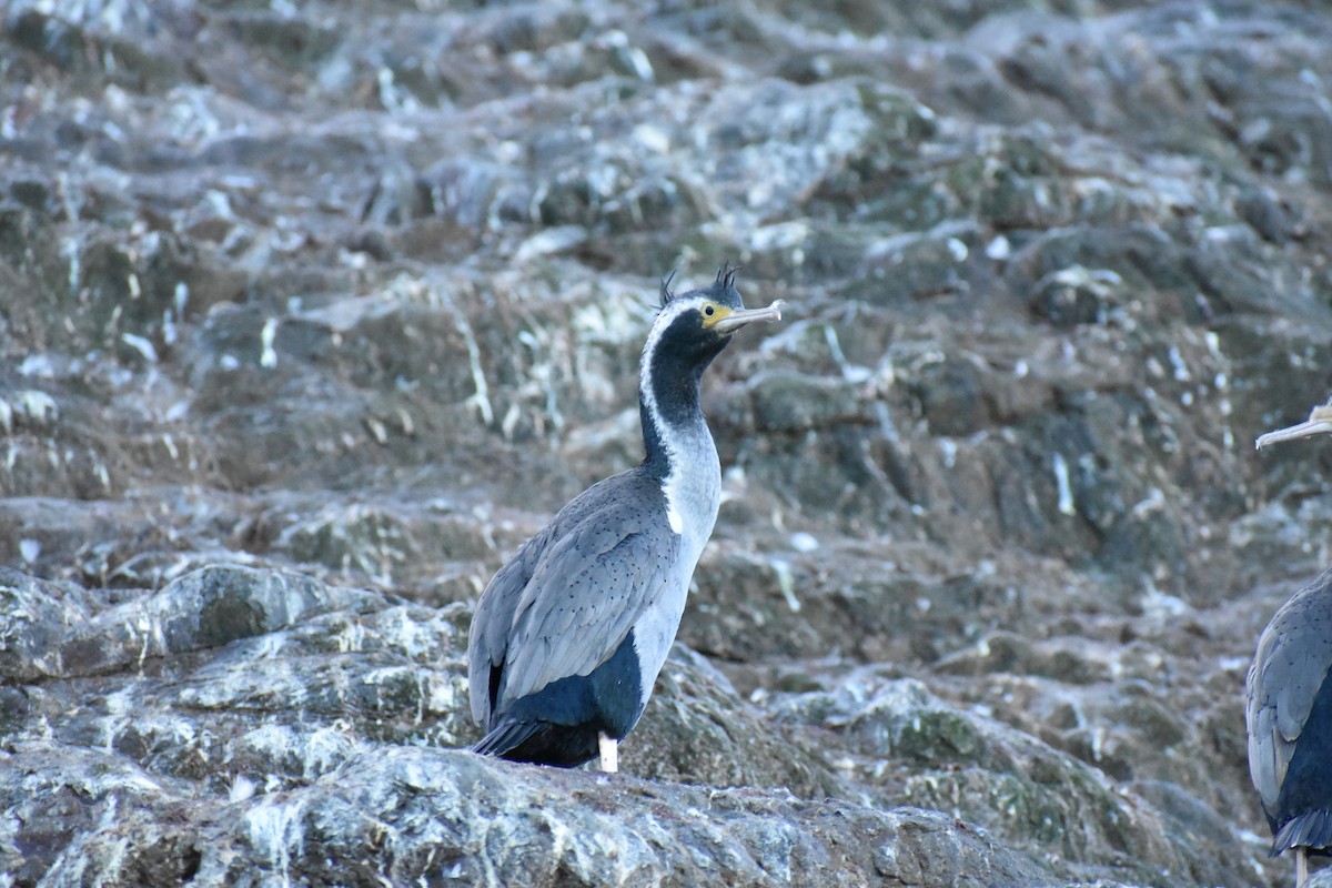 Spotted Shag - ML596493991
