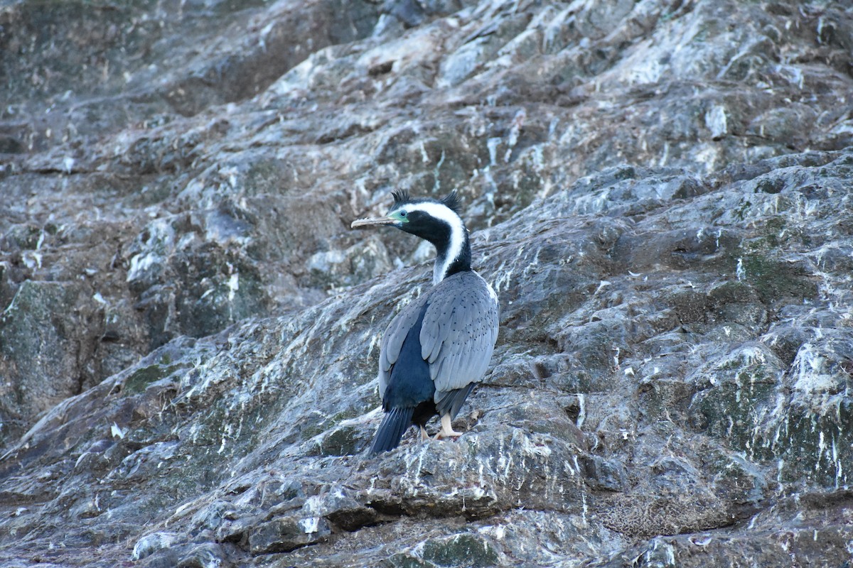 Spotted Shag - ML596494001