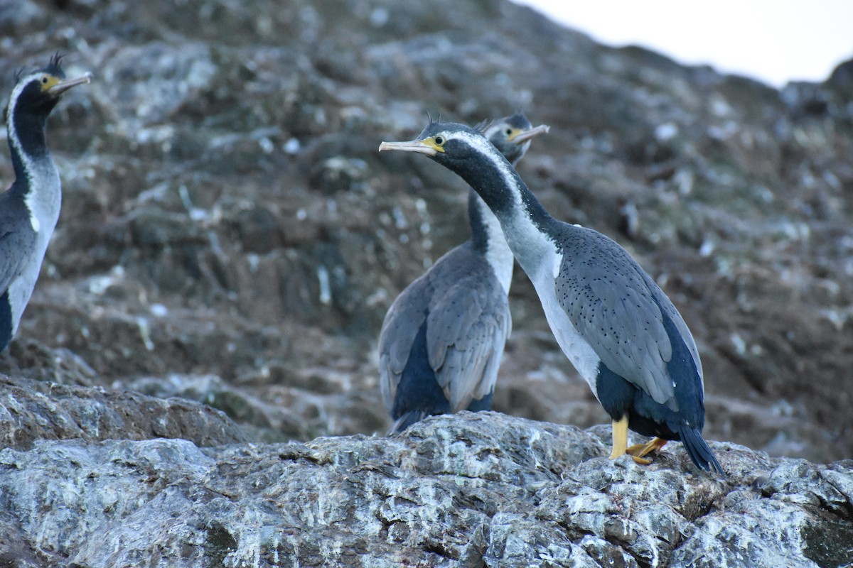 Spotted Shag - ML596494011