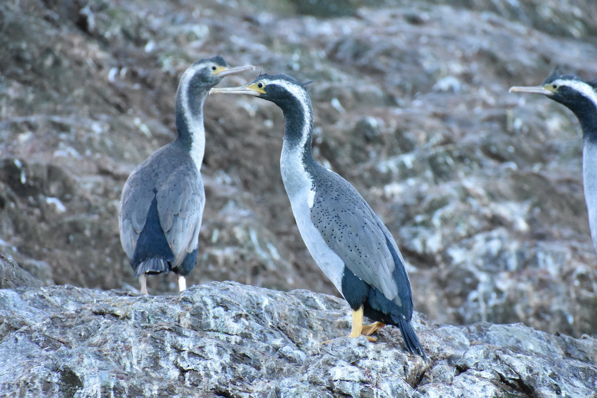 Spotted Shag - ML596494021