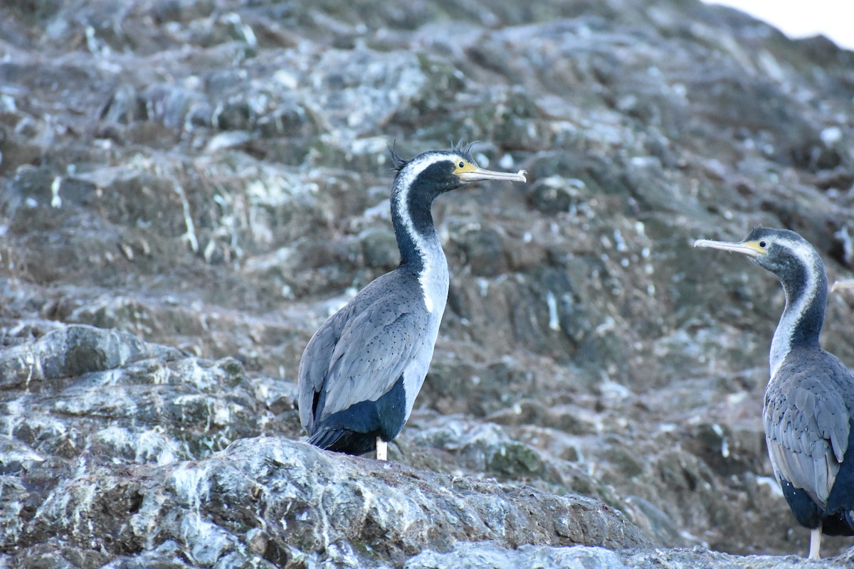 Spotted Shag - ML596494031