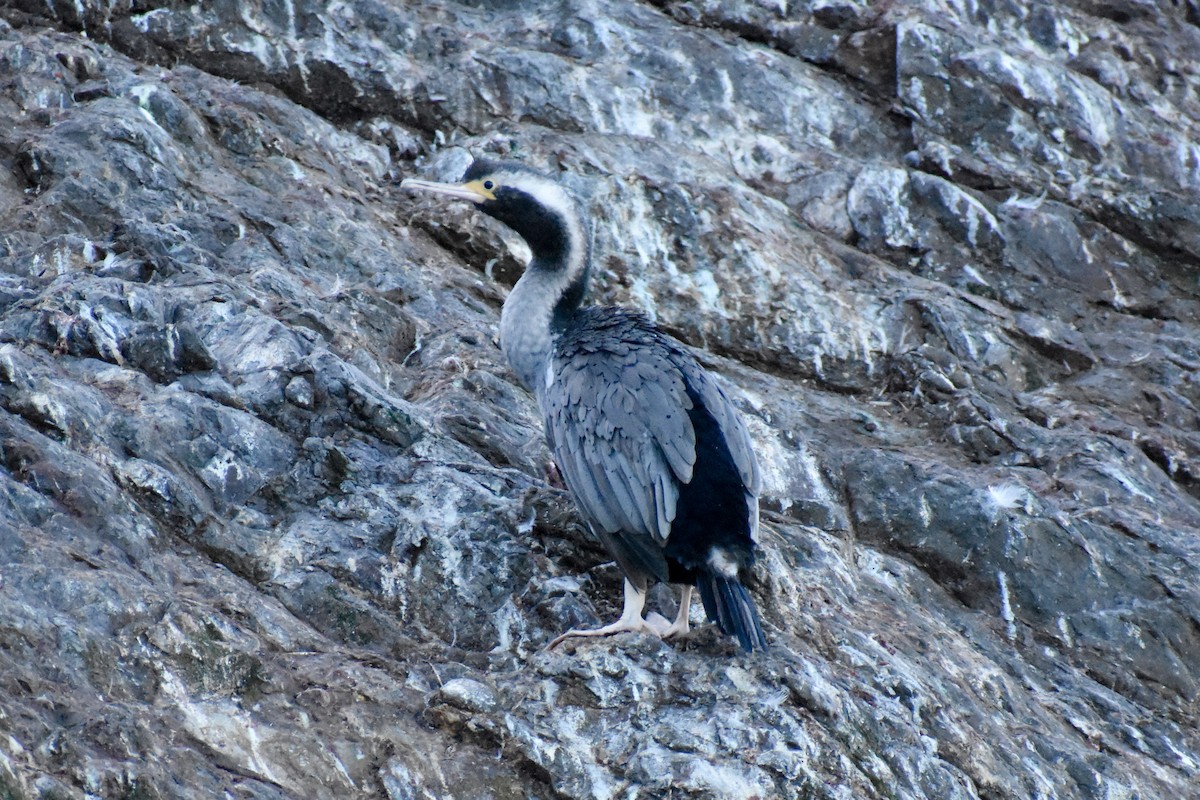 Spotted Shag - ML596494041