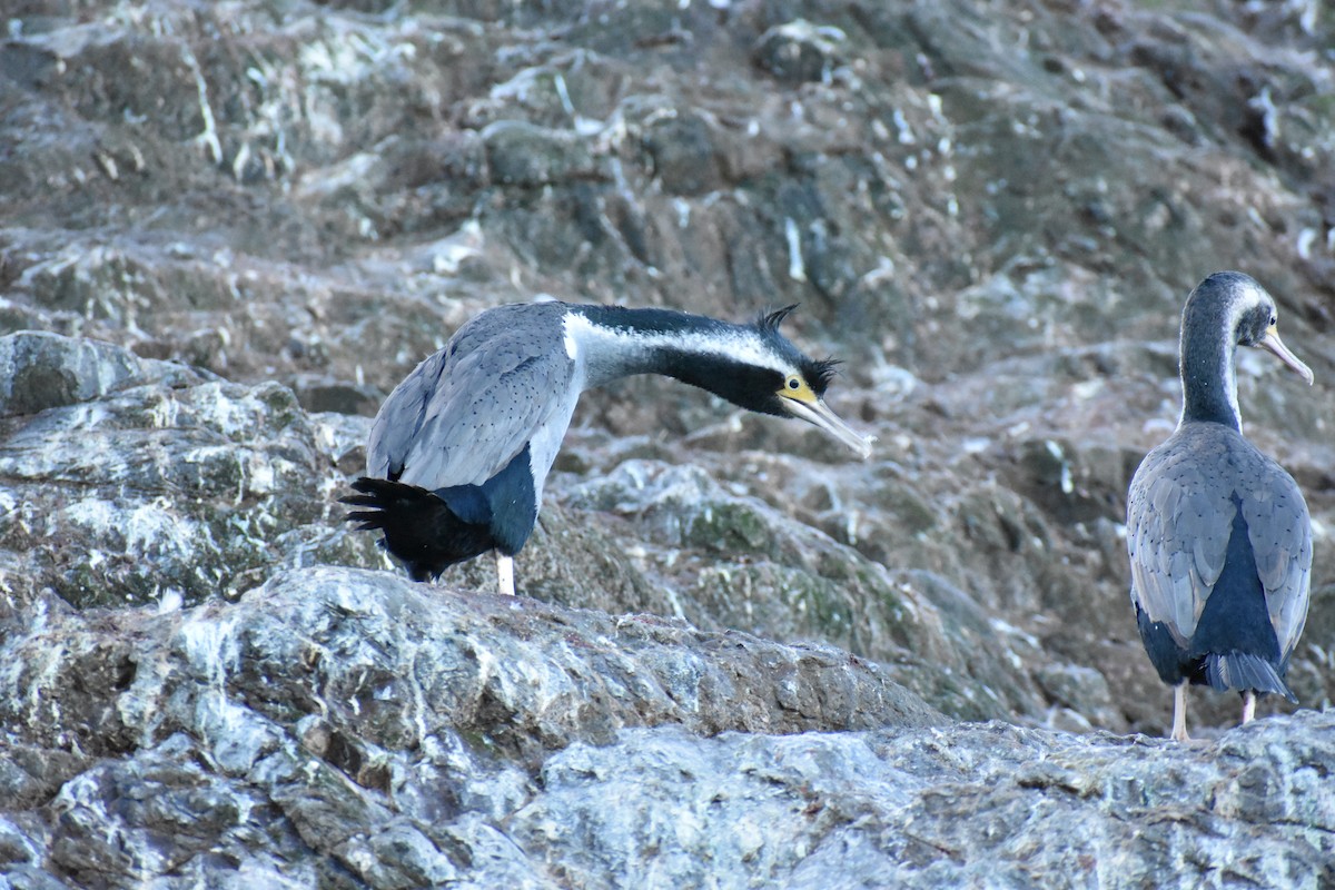 Spotted Shag - ML596494051