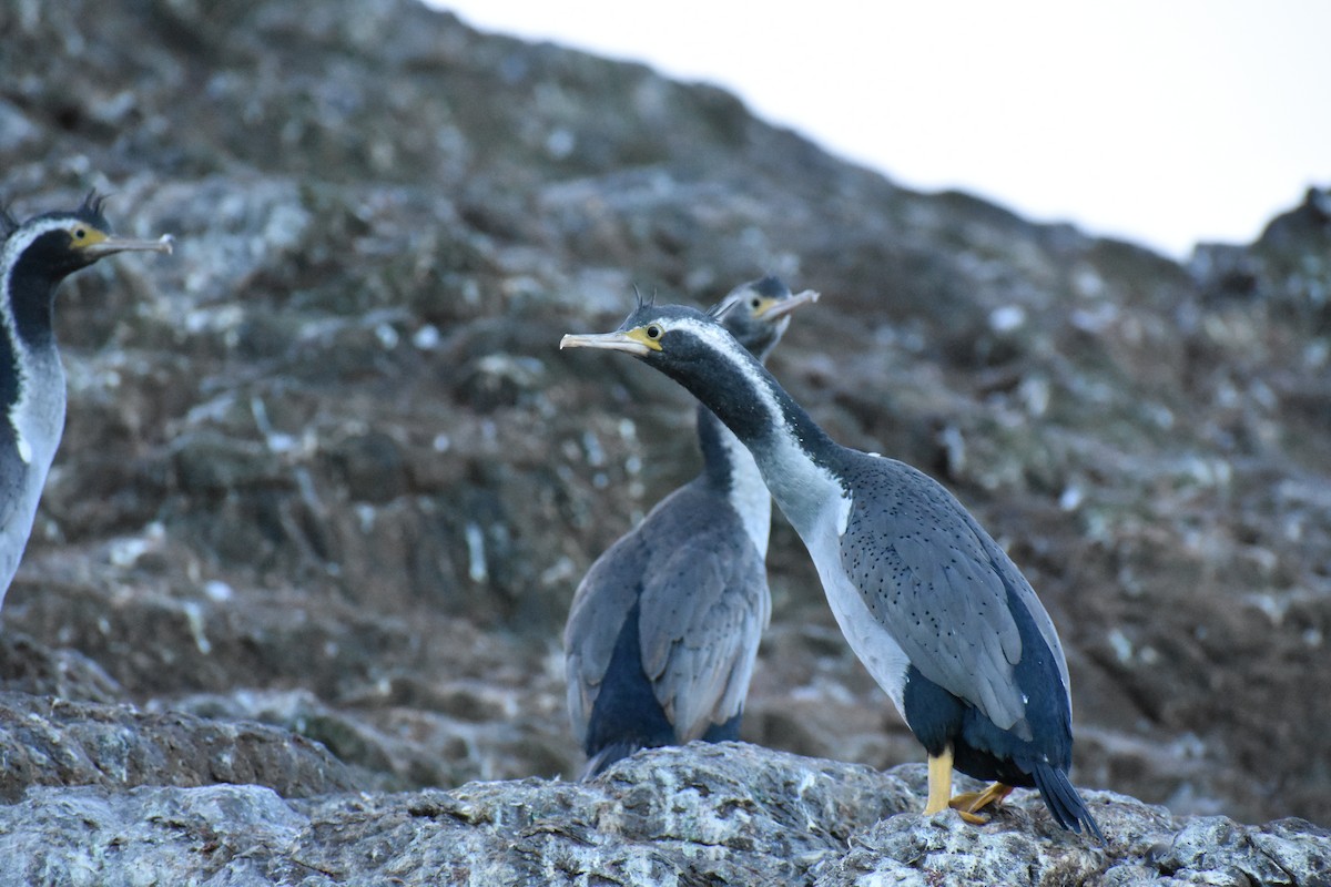 Spotted Shag - ML596494061
