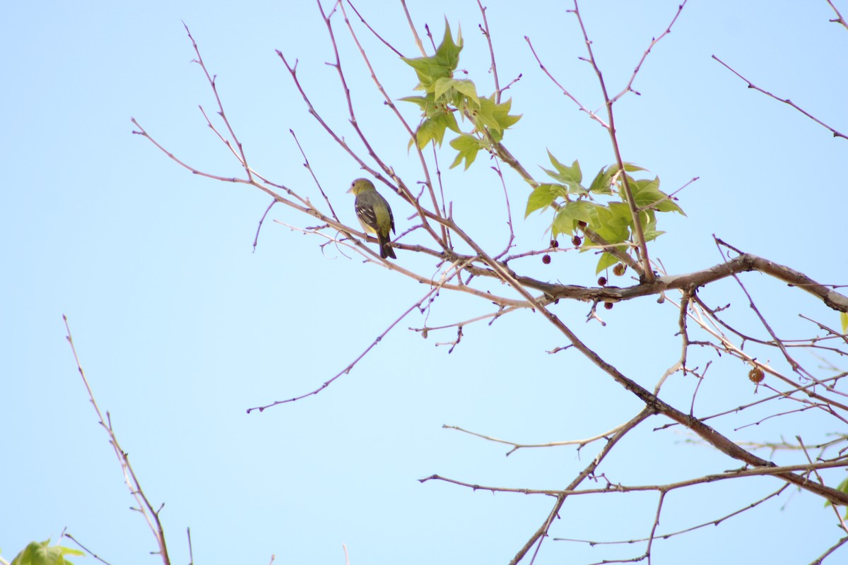 Western Tanager - ML596494561