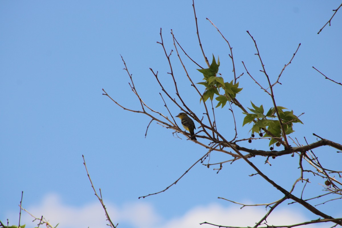 Western Tanager - ML596494571