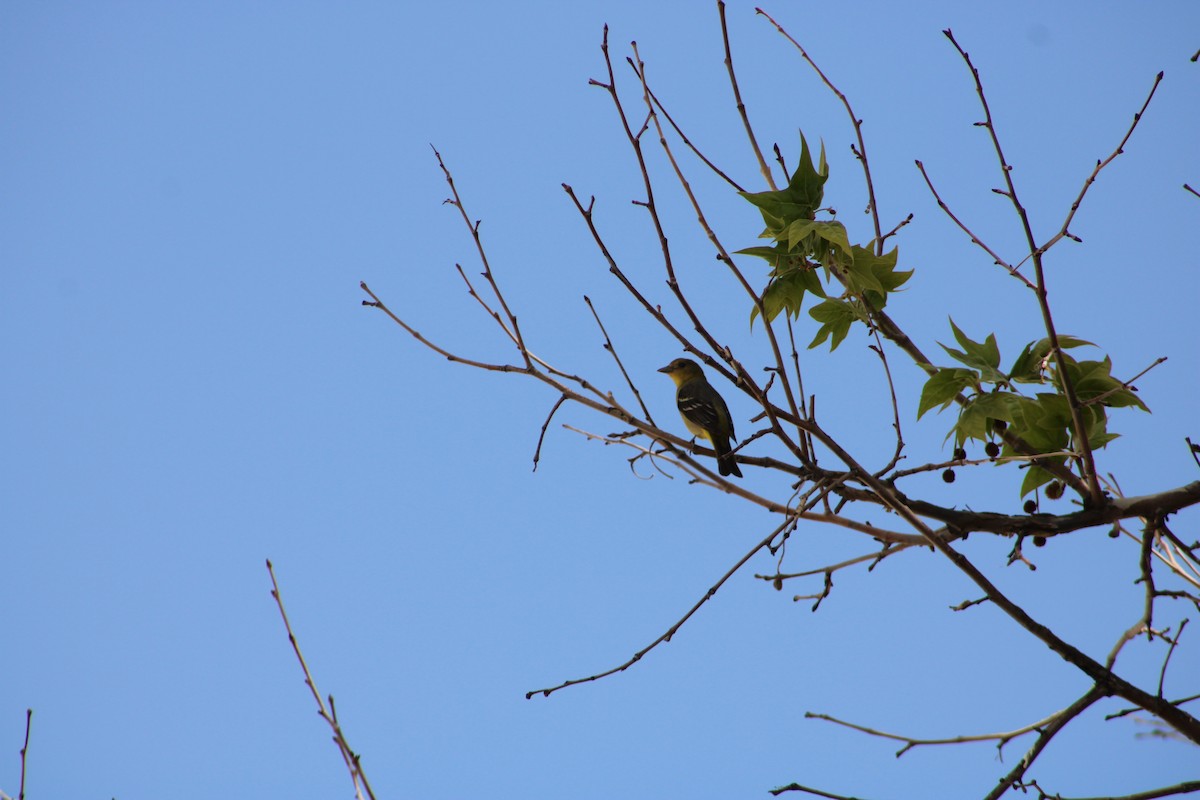 Western Tanager - ML596494591