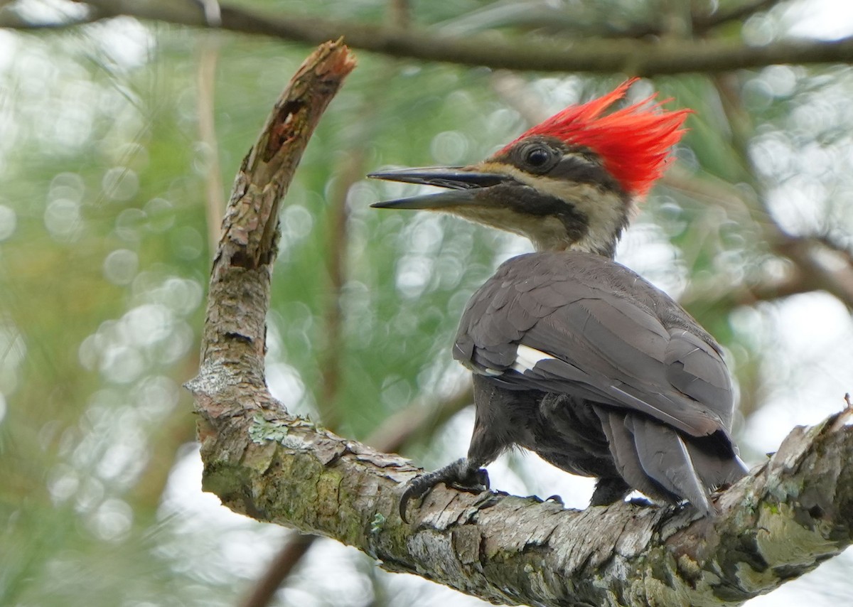 Pileated Woodpecker - ML596494641