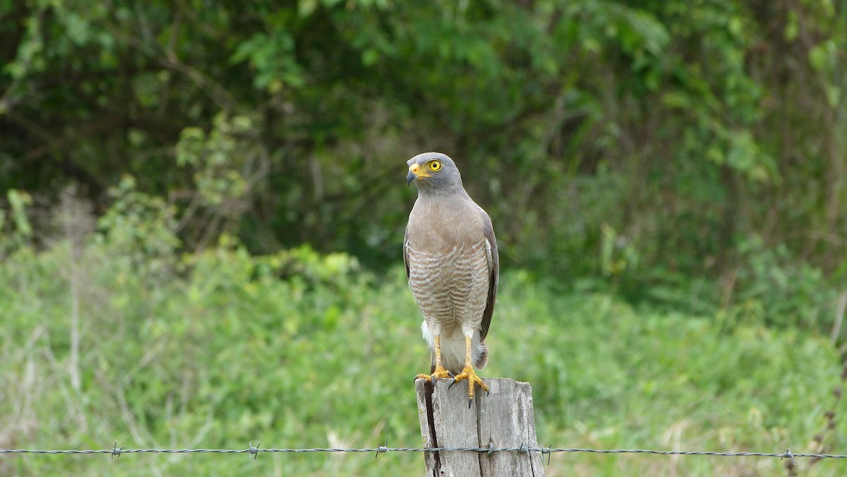 Roadside Hawk - ML59649551