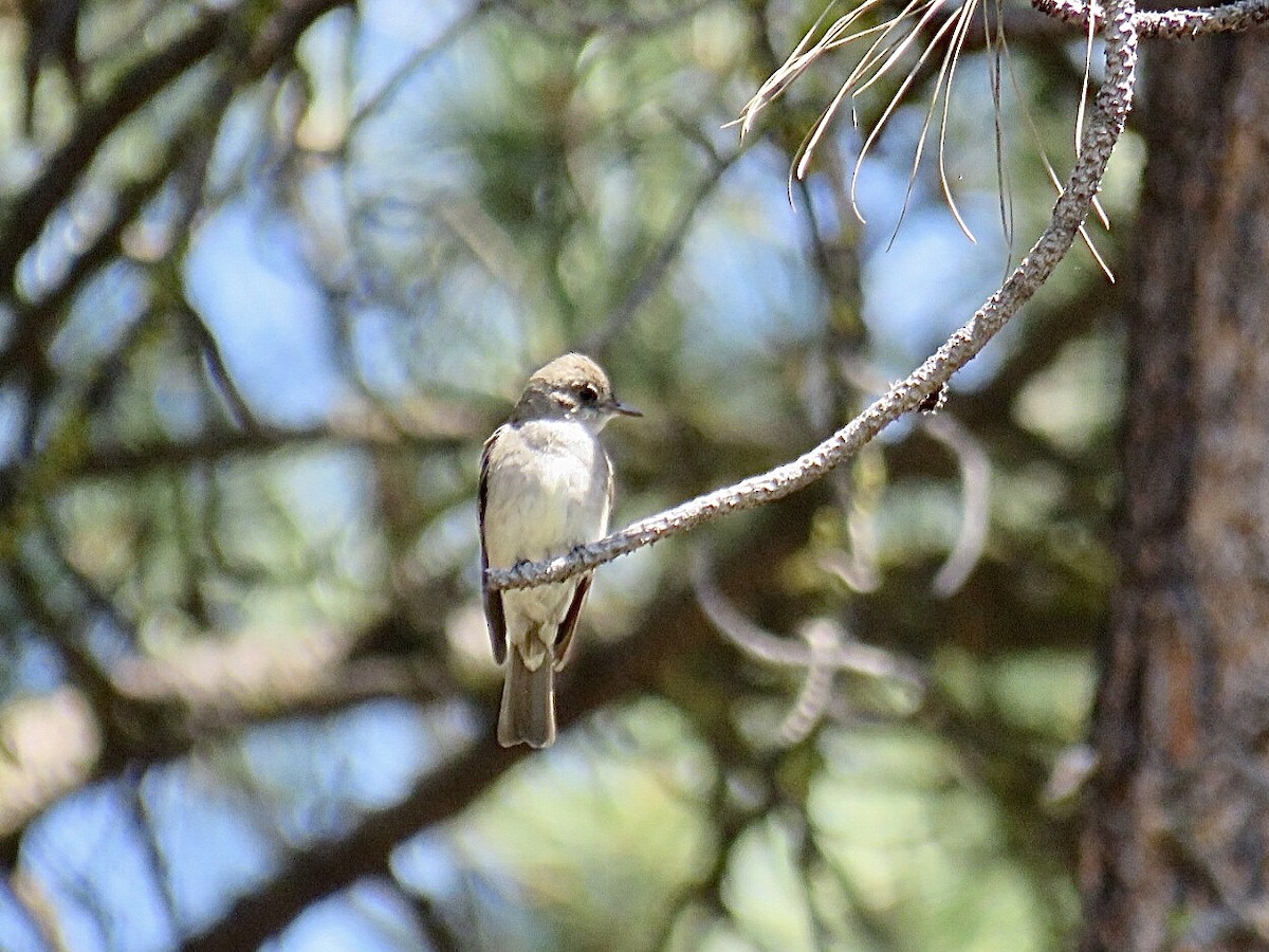 Western Wood-Pewee - Breyden Beeke